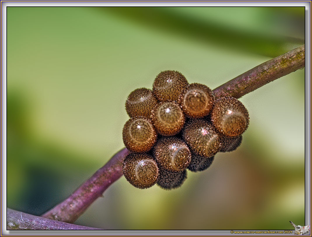 Oeufs d'Insectes